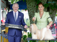 Best in Show