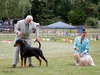 Non-sporting & Utility Dog Society