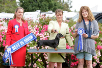 Best in Show