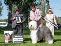 Best in Show