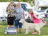 Gundogs