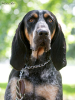 Cambridge Kennel Association