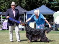 Gundogs