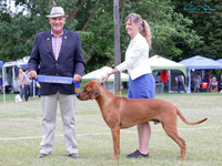 Hounds