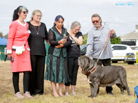 Mastiff Breeds Association