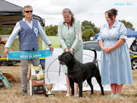 Best in Show