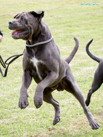 Huntly Kennel Association