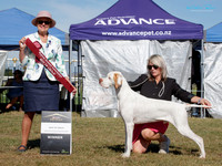 Gundogs