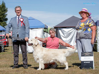 Gundogs