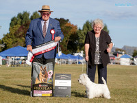 Best in Show