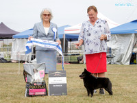 Best in Show