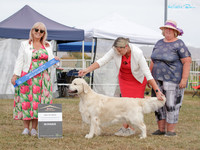 Gundogs