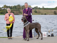 Best in Show