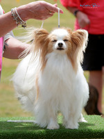 Manawatu Kennel Association