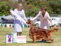 Gundogs