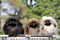 Whanganui Kennel Society