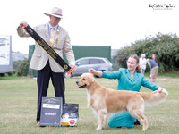 Gundogs