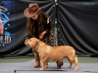 Junior Handlers - Free Photos