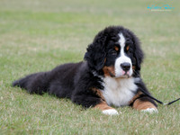 Tokoroa Canine Association