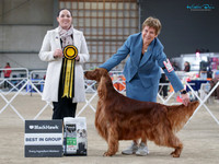 Gundogs
