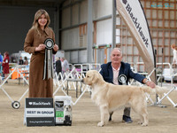 Gundogs