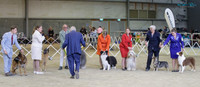 Wellington Working Dog Club