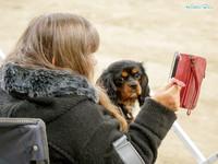 Wellington Kennel Centre