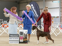 Best in Show