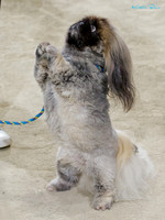 Wellington Ladies Kennel Association