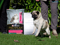 Best in Show