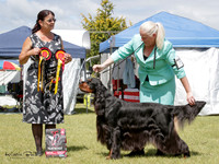 Gundogs
