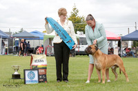 Mastiff Breeds Association