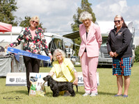 Best in Show