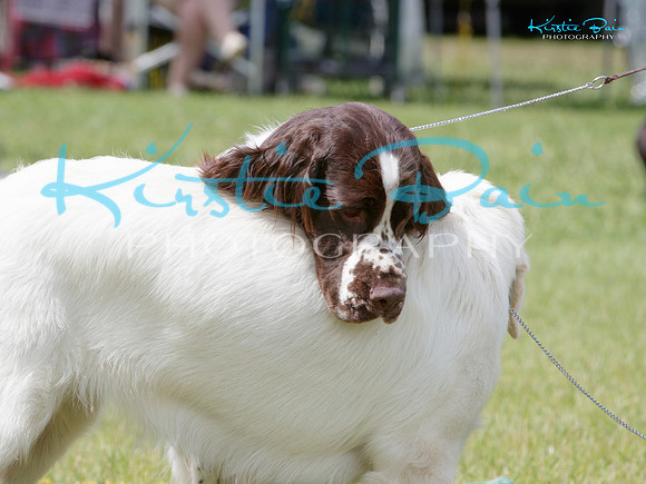 KBP27623
