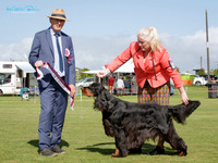 Gundogs