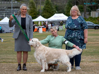 Gundogs