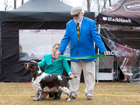 Gundogs