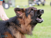 Long Stock Coat Dogs
