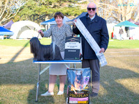 Best in Show