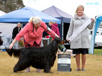 Gundogs