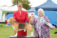 Hounds