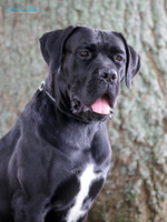 KBP20329