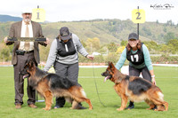 Long Stock Coat Best of Breed