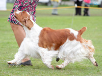 KBP20741