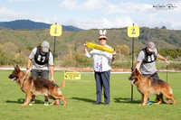 Stock Coat Dogs