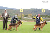 Stock Coat Dogs