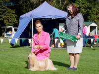 Best in Show