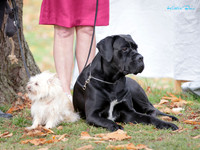 Hawkes Bay Kennel Association