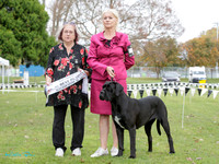 Best in Show
