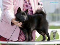 KBP26206